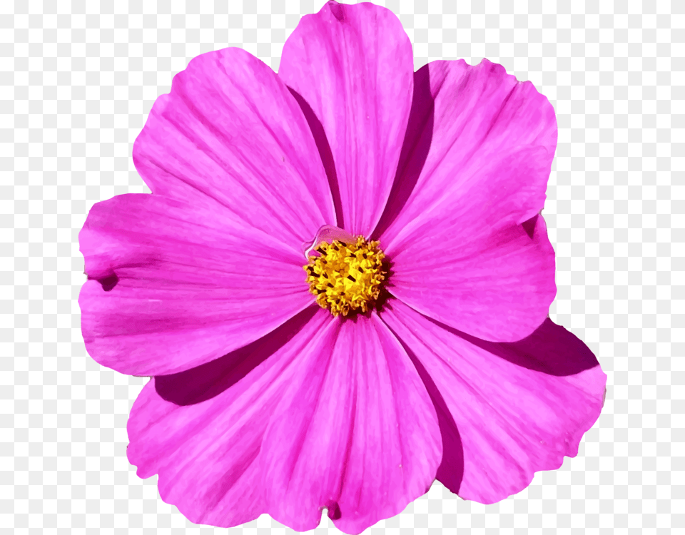 Plantflowergarden Cosmos Cosmos Flower, Anemone, Anther, Daisy, Petal Free Png