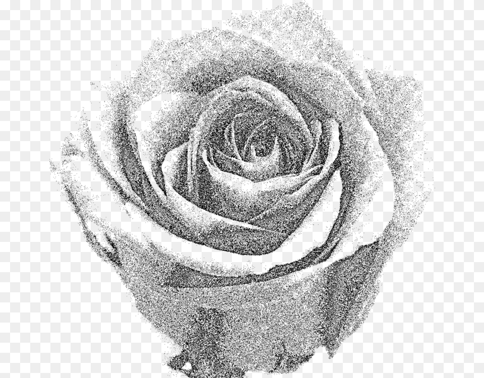Plantflowergarden Roses Grey Rose, Gray Free Transparent Png