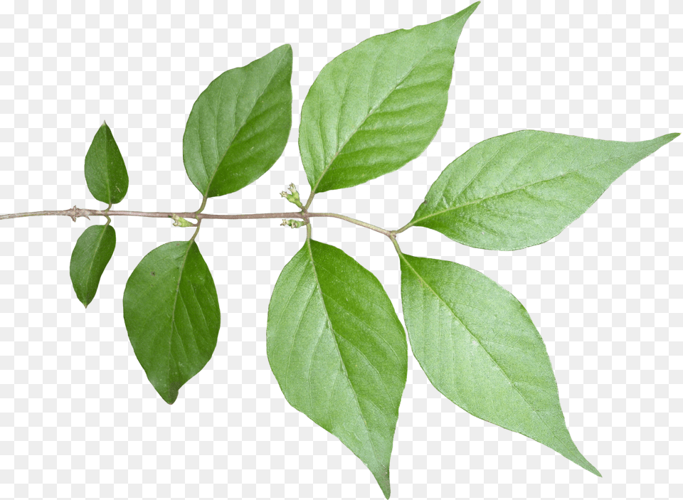 Plantflowering Plantbranchtwigplant Stem Transparent Leaf Texture Png