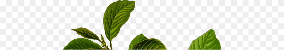 Plantflowerleaf, Herbs, Leaf, Mint, Plant Png