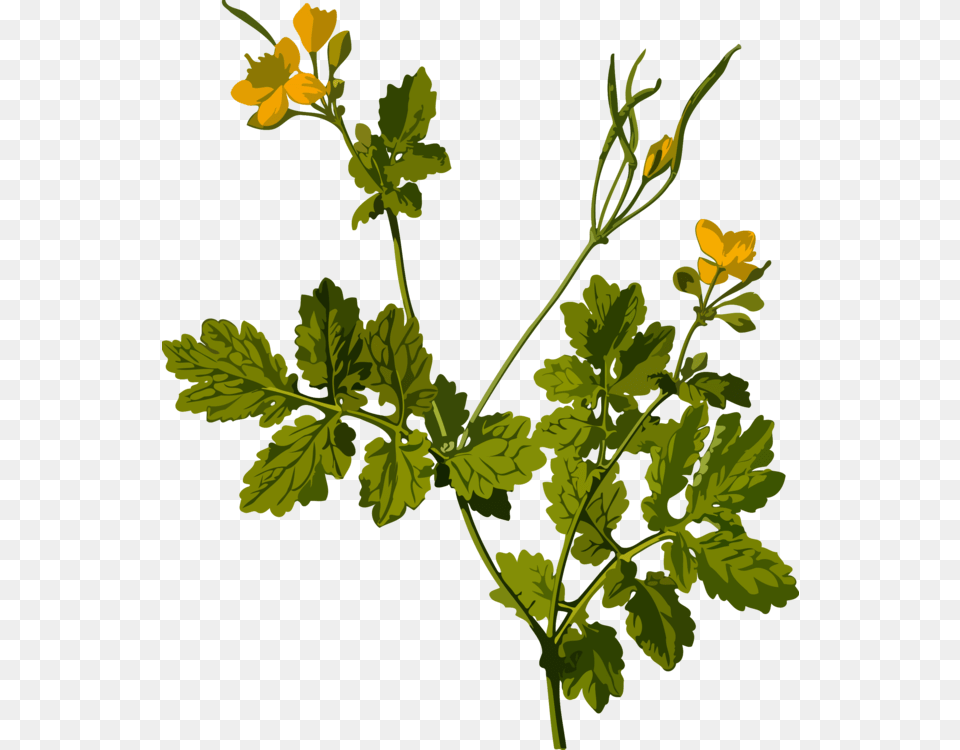 Plantflowerleaf Chelidonium Majus, Leaf, Plant, Flower, Herbs Free Png Download