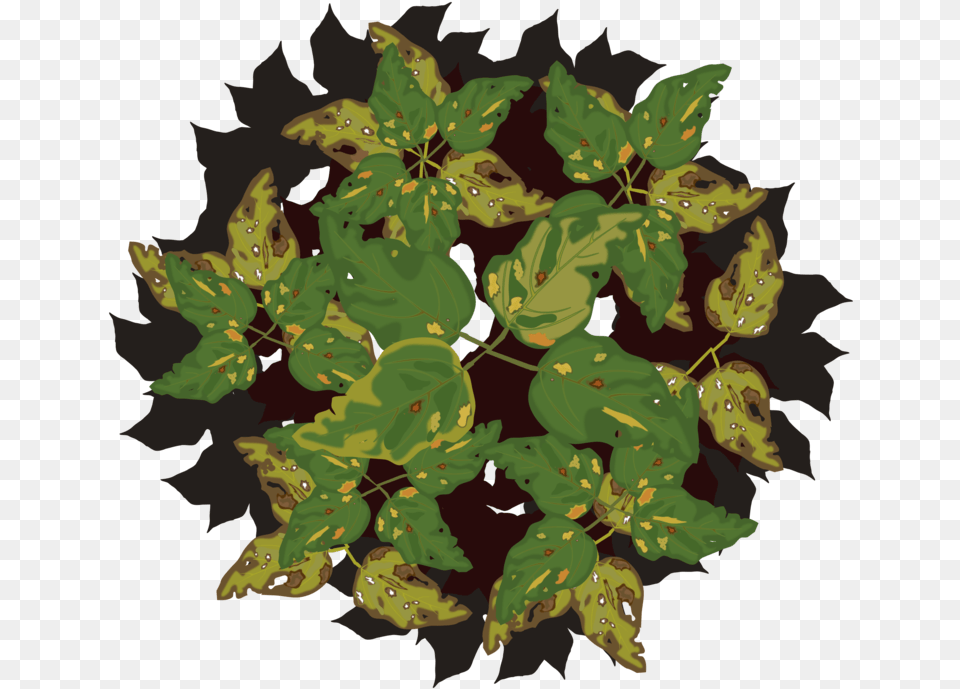 Plantflowerleaf Disease Of Plant, Leaf, Green, Face, Head Png Image