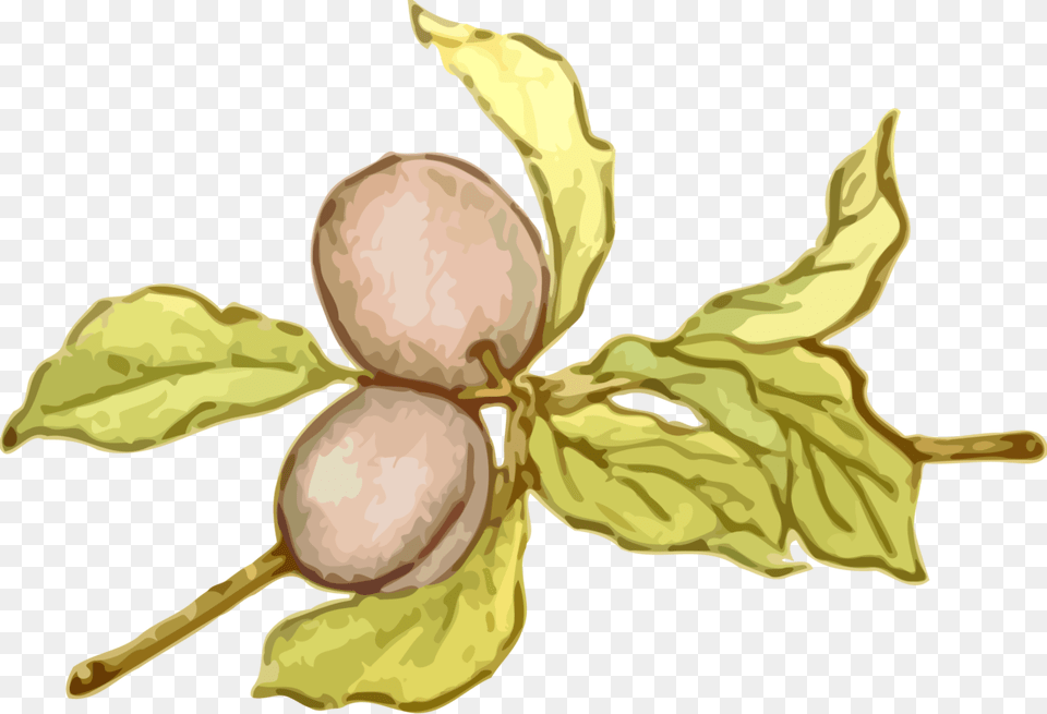 Plantflowerleaf Illustration, Leaf, Plant, Food, Nut Free Png Download