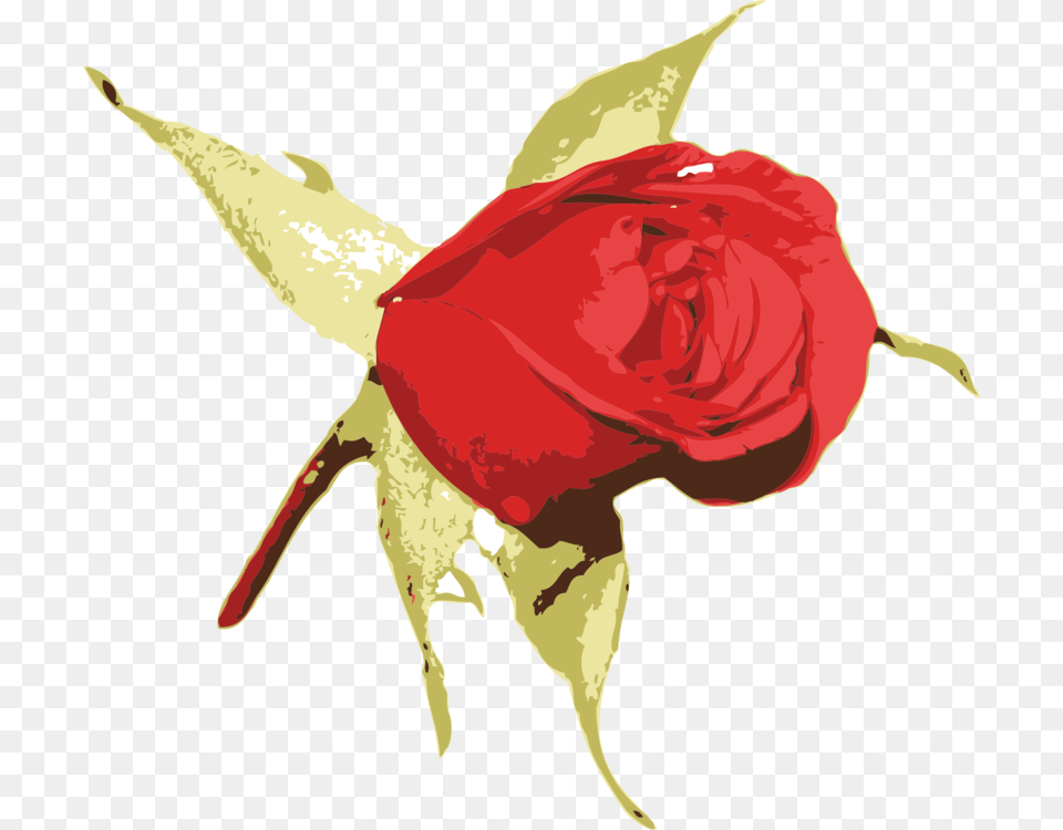 Plantflowerleaf Rose, Flower, Plant, Petal, Person Free Png Download