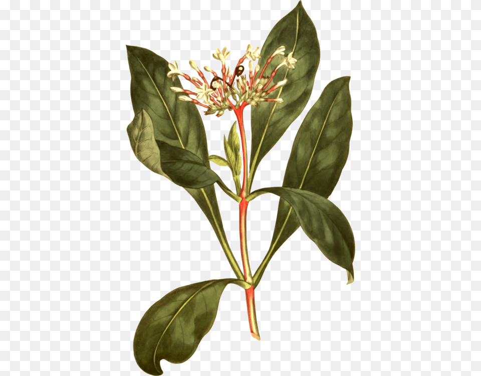 Plantflowerleaf Serpentina Plant Clipart, Acanthaceae, Flower, Leaf, Tree Free Transparent Png