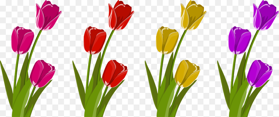 Plantflowermeadow Tulip Clipart, Flower, Plant, Rose Free Transparent Png