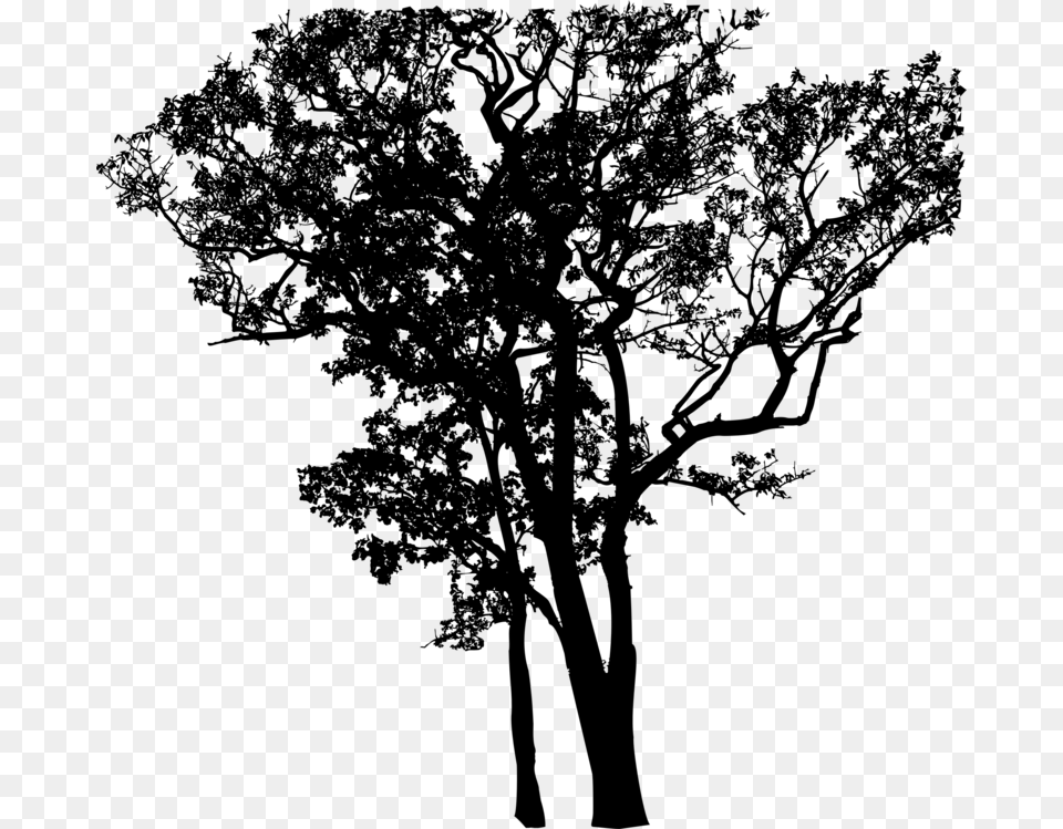 Plantfloweroak Silhouette, Gray Png