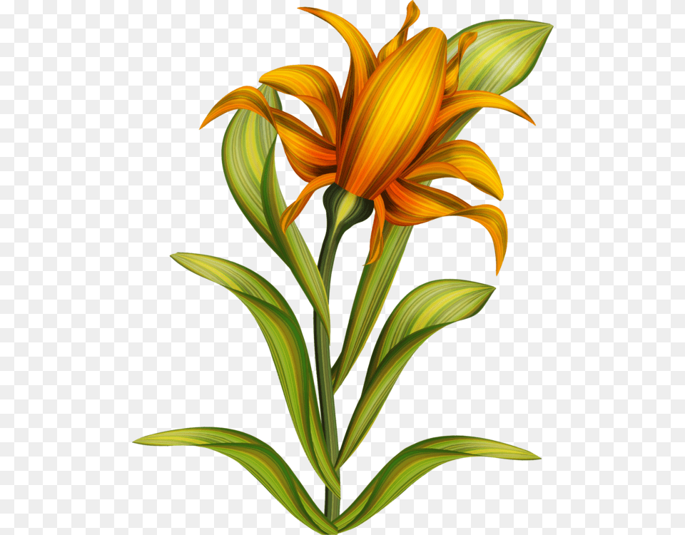 Plantflowerpetal, Flower, Plant, Petal, Lily Free Png