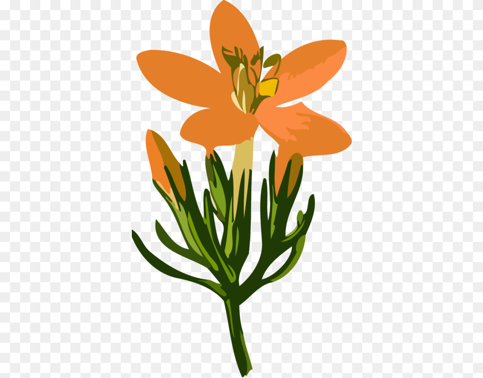 Plantflowerpetal Cilueta Flor, Anther, Flower, Plant, Lily Free Png Download