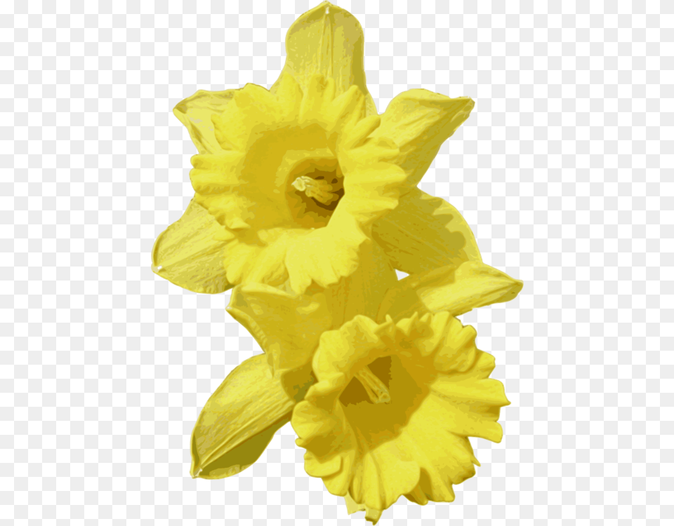 Plantflowerpetal Transparent Background Daffodils, Daffodil, Flower, Plant, Rose Png