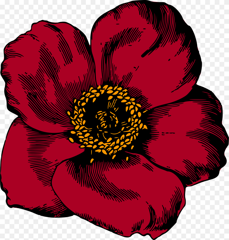 Plantflowerrose Order Flower Art Red Color, Anemone, Anther, Petal, Plant Png
