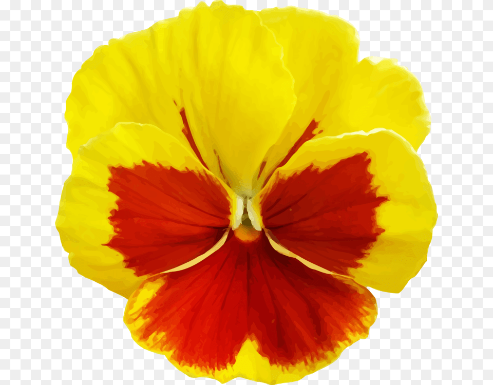 Plantflowerseed Plant Yellow Pansy Flower, Petal, Rose Png Image