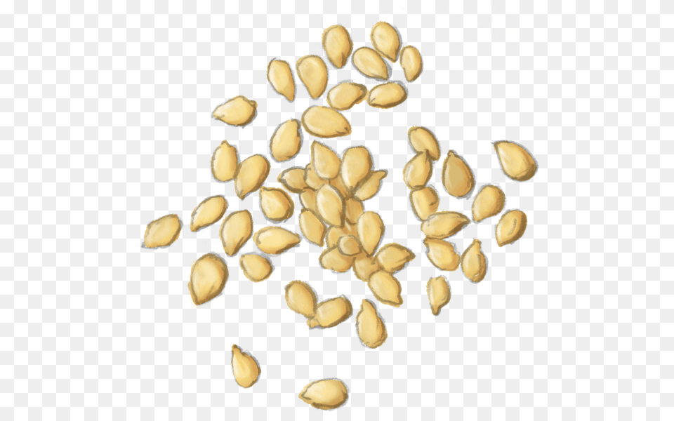 Plantfoodseednuts Amp Seedssuperfood Seed, Plant, Flower, Food, Produce Free Png