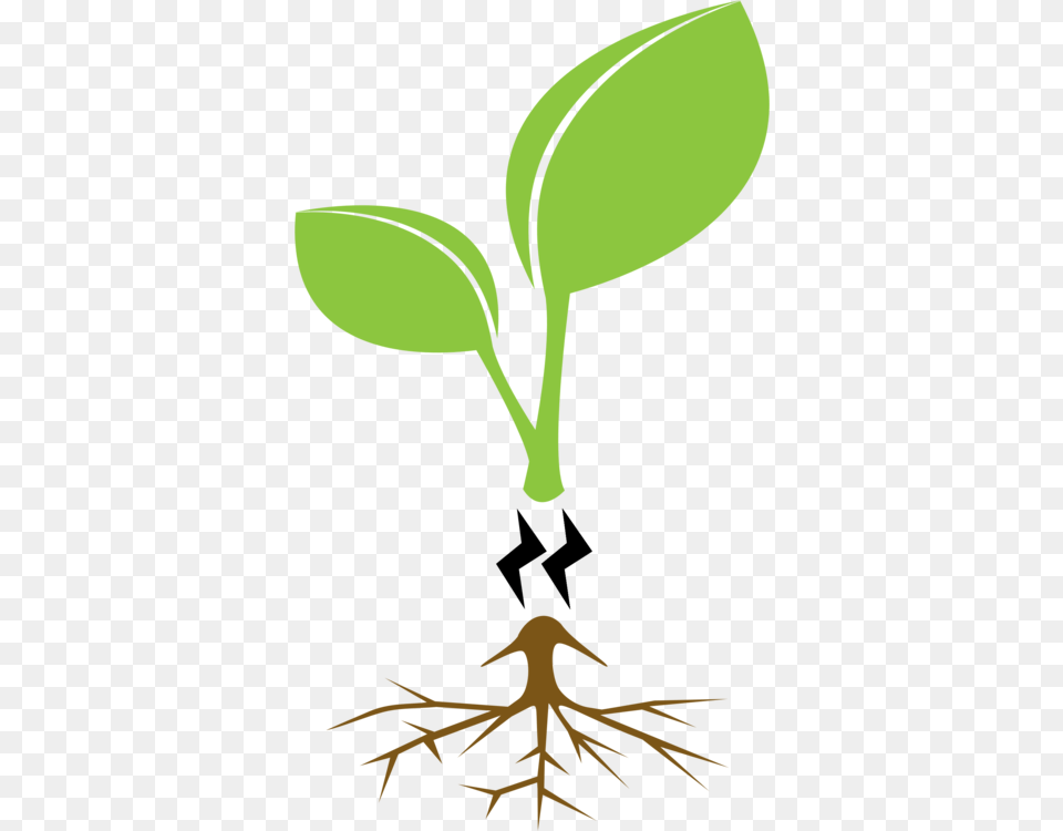 Plantgrassleaf Family Tree Clear Background, Leaf, Plant, Root, Herbal Free Png