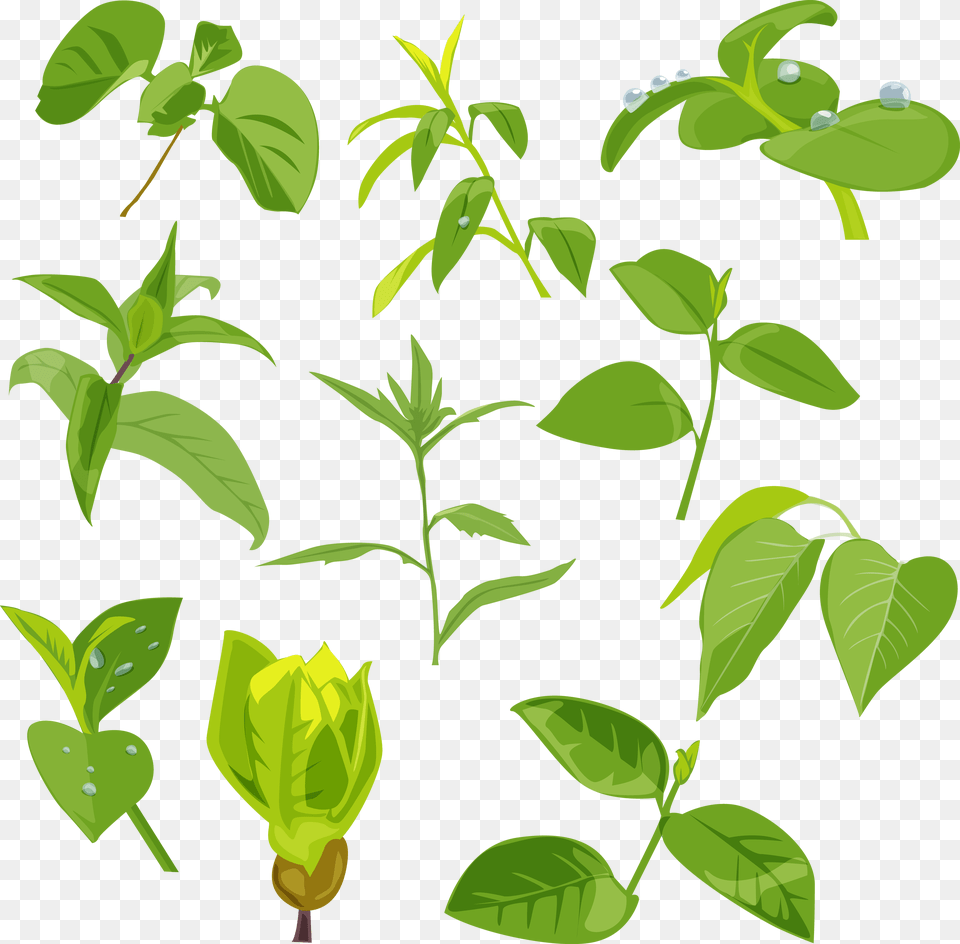 Planting, Green, Herbal, Herbs, Leaf Free Png