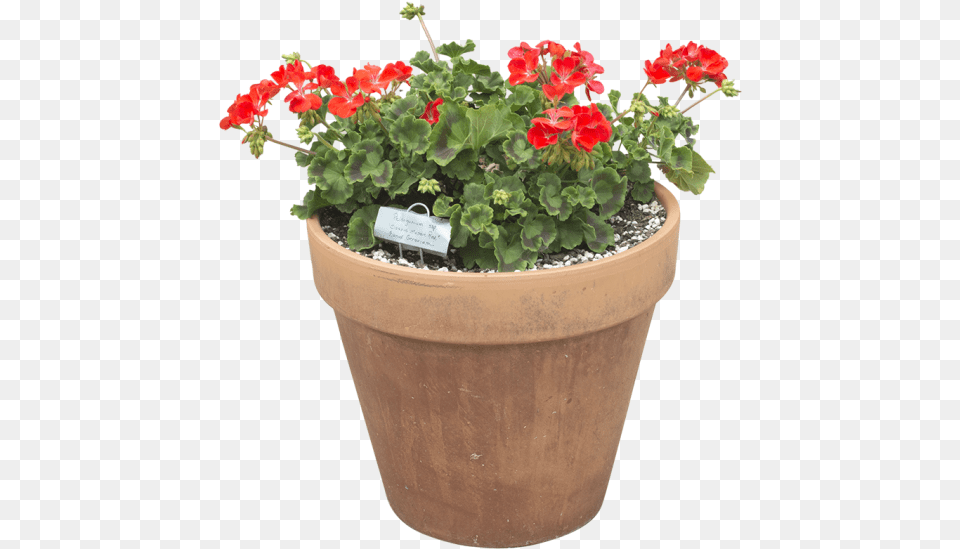 Planting A Window Box Planter Southern Patio Flowerpot, Flower, Geranium, Plant, Potted Plant Png