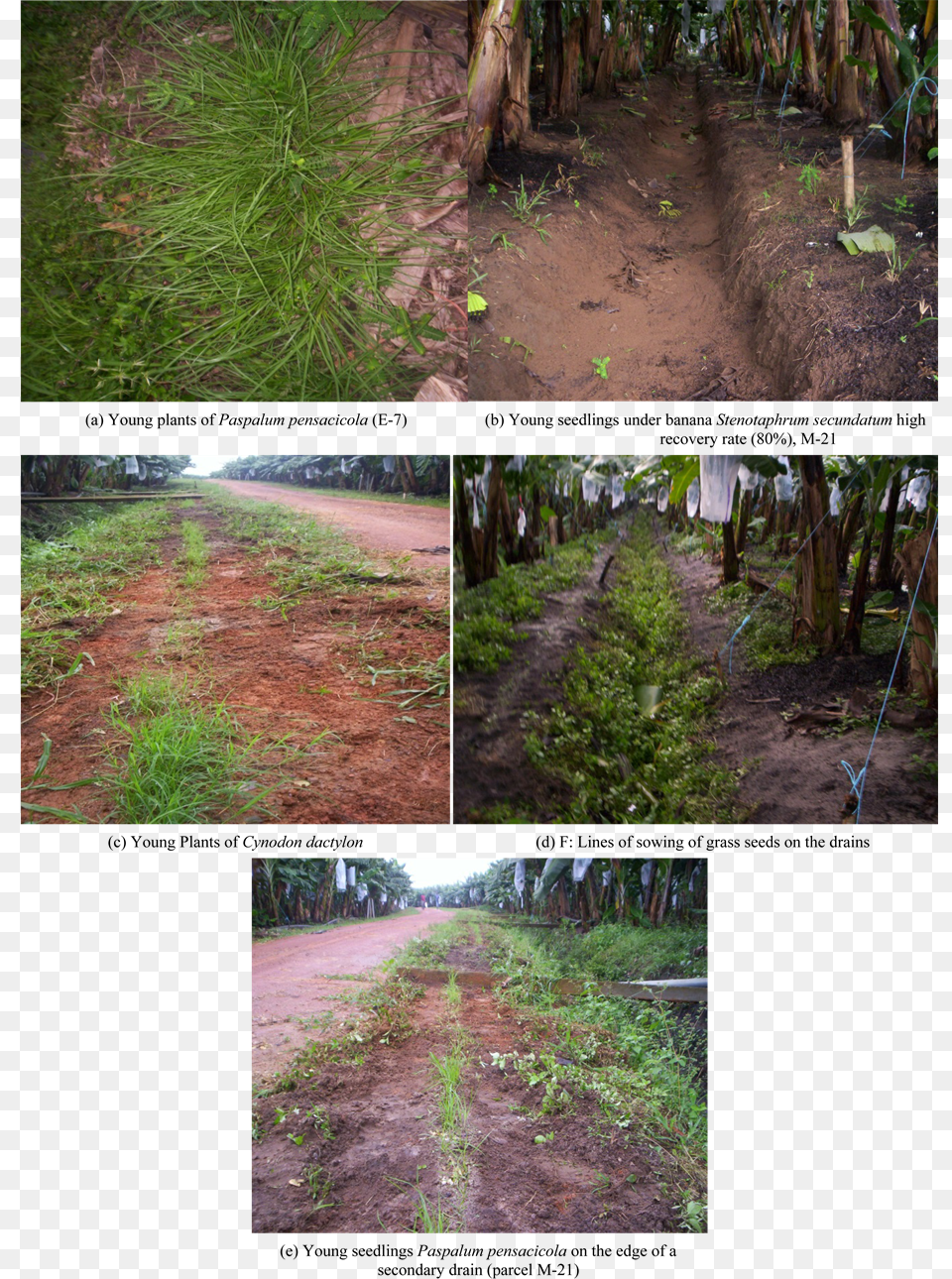Planting And Cultivation Of Grain And Grass Cuttings, Art, Collage, Soil, Path Free Png Download