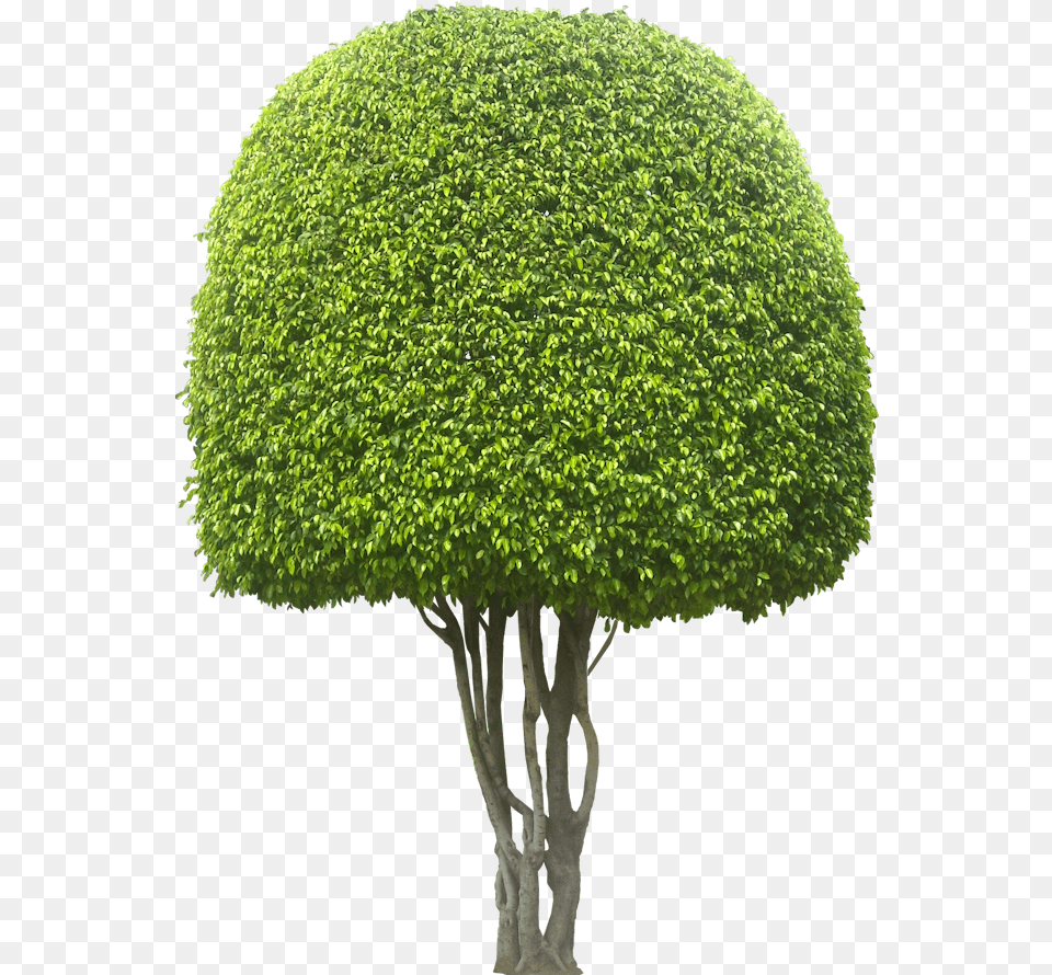 Planting Clipart Shrub Plant Evergreen Trees In South Africa, Tree, Vegetation, Fence, Hedge Png Image