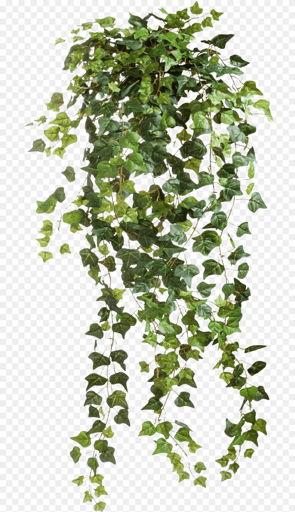 Planting Clipart Top View Picture Tree, Plant, Vine, Ivy, Leaf Free Png