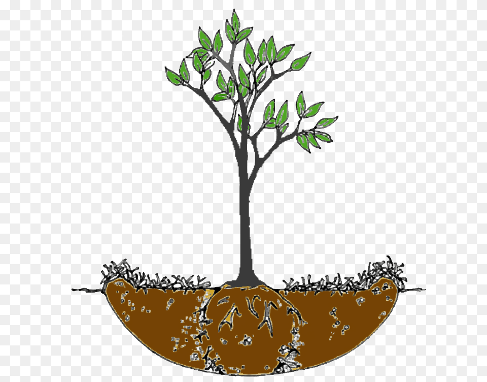 Planting Guide Jericho Nursery, Plant, Potted Plant, Tree, Art Free Transparent Png