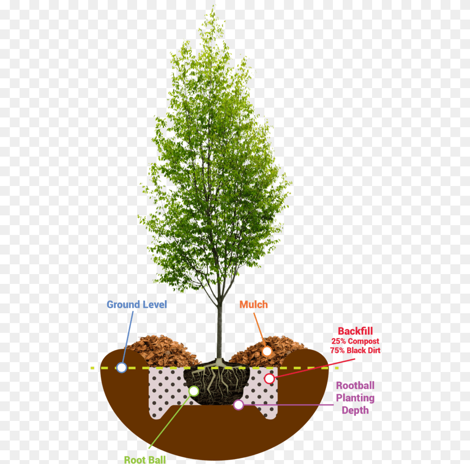 Planting Guide Road Tree Planting Guide, Plant, Potted Plant, Vegetation, Maple Free Png