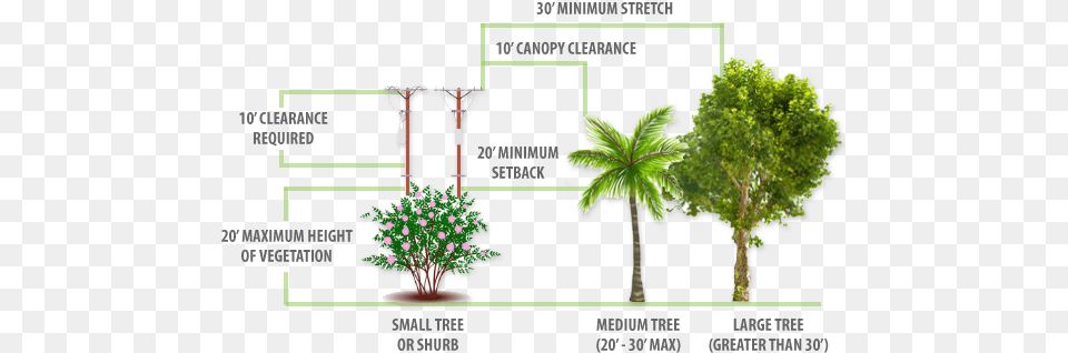 Planting Guidelines City Of Ocala Attalea Speciosa, Land, Nature, Outdoors, Plant Free Transparent Png