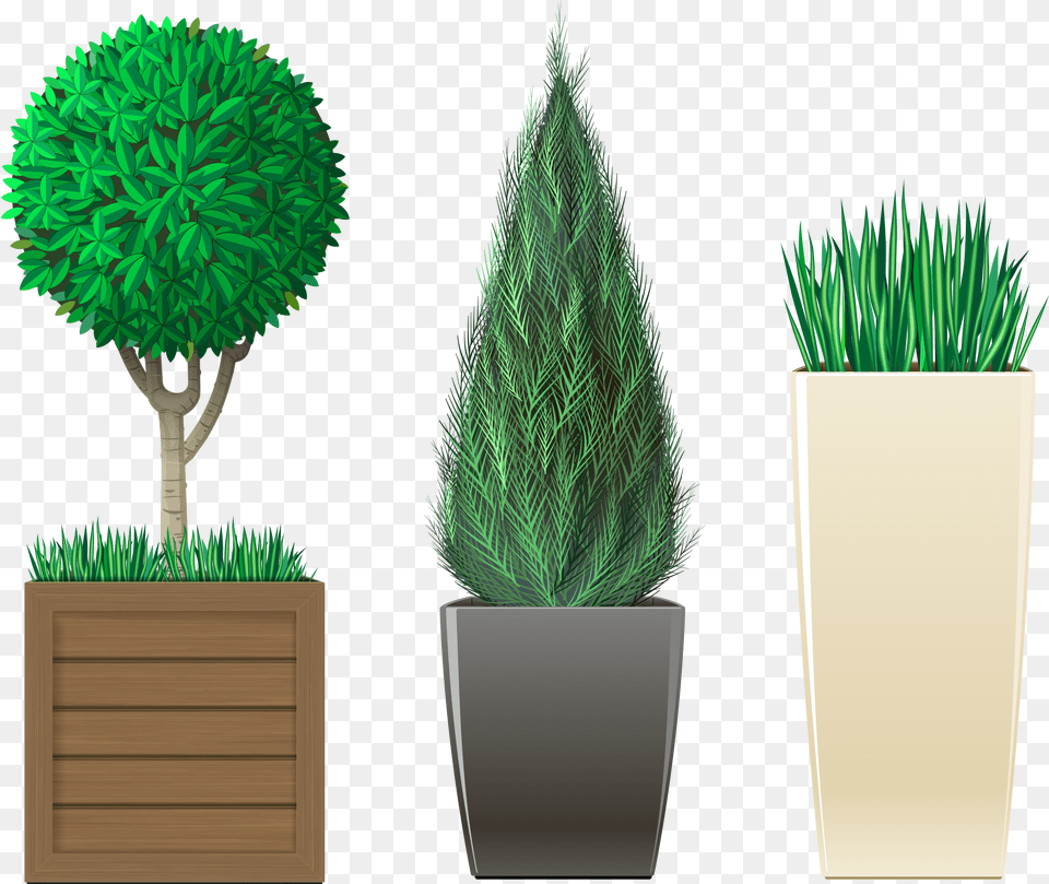 Planting Potting Flowerpot, Conifer, Tree, Pottery, Potted Plant Png Image