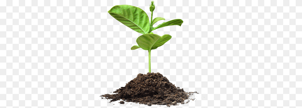 Planting Tree Image Save Tree, Soil, Plant, Sprout, Leaf Png