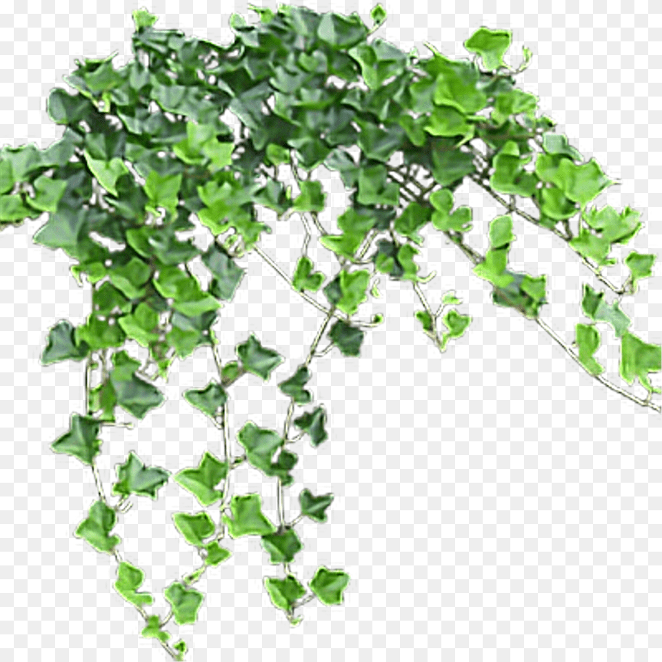 Plantivy Familyvine Small Flower Tree, Plant, Vine, Ivy Free Png Download