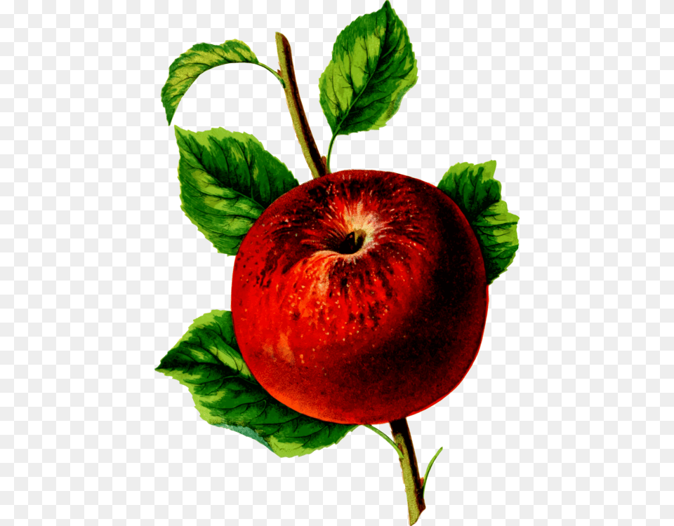 Plantleafapple Mcintosh, Apple, Food, Fruit, Plant Free Png