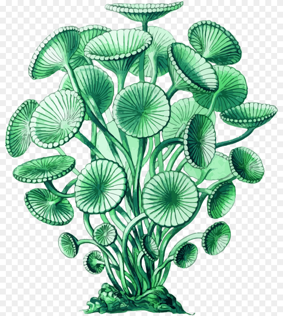 Plantleafaquarium Decor Algae Botanical Illustration, Art, Plant, Porcelain, Pottery Free Png Download