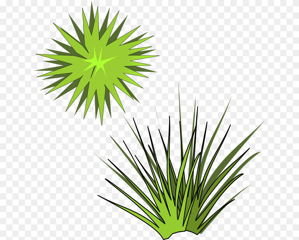 Plantleafarecales Spiky Plant Clipart, Grass, Pattern, Fireworks, Light Free Transparent Png