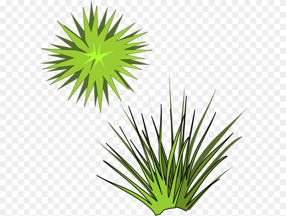 Plantleafarecales Spiky Plant Clipart, Grass, Fireworks, Pattern, Light Png