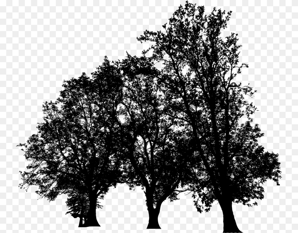Plantleafcalifornia Live Oak Plane Tree Family, Gray Free Png
