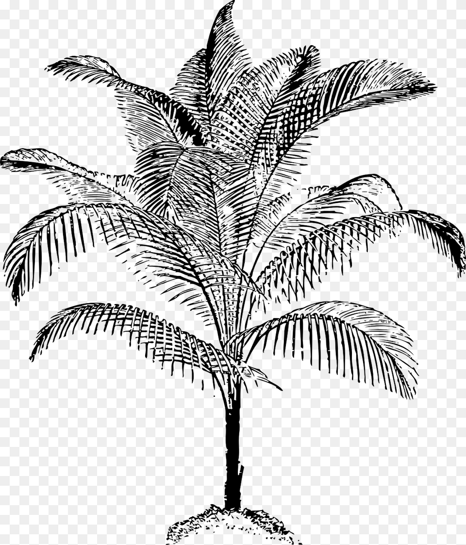 Plantleafmonochrome Photography Black Amp White Sketch Of Coconut Trees, Gray Free Png Download