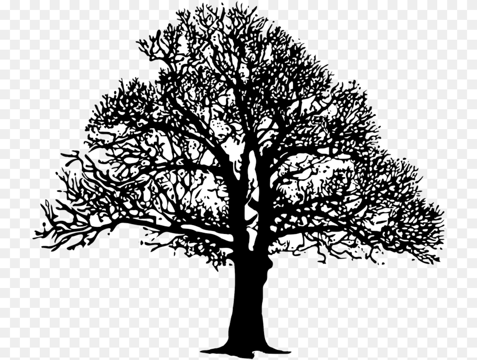 Plantleafmonochrome Photography Tree B And W, Art, Plant, Drawing, Oak Png Image