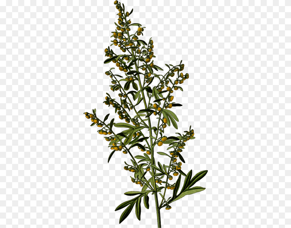Plantleafshrub Clipart Royalty Svg Wormwood, Herbs, Herbal, Plant, Leaf Free Png Download