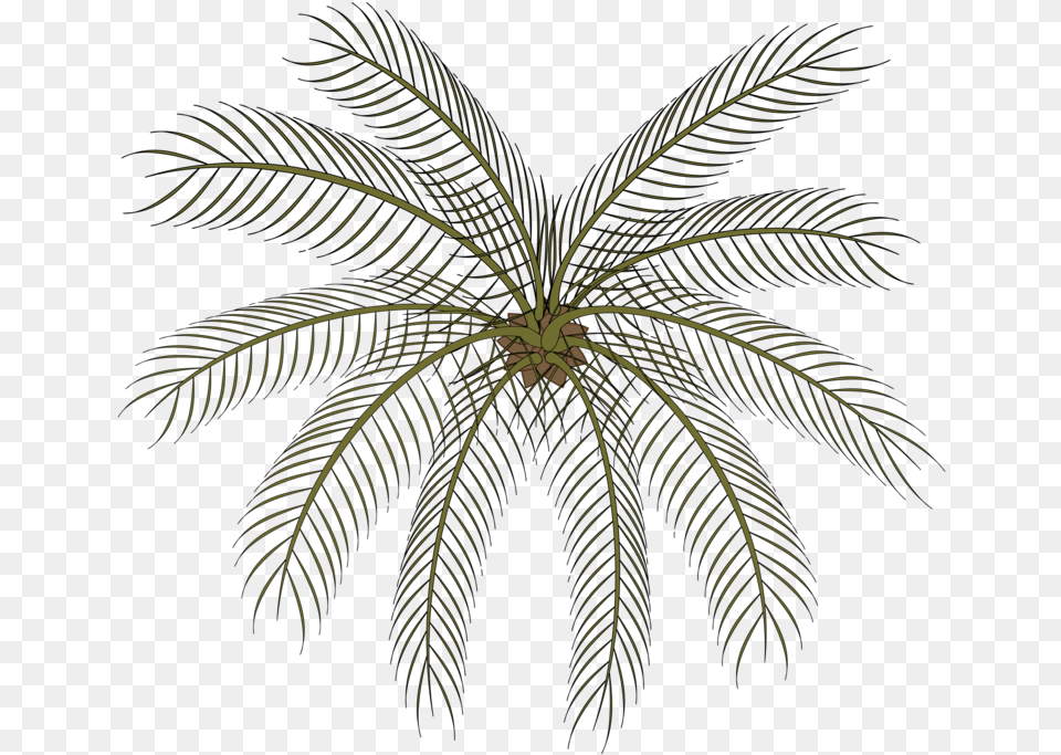 Plantleafsymmetry Small Palms Top View, Pattern, Plant, Palm Tree, Tree Free Png