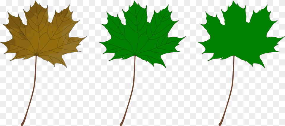 Plantleaftree Clipart Royalty Svg Maple, Leaf, Plant, Tree, Maple Leaf Free Png