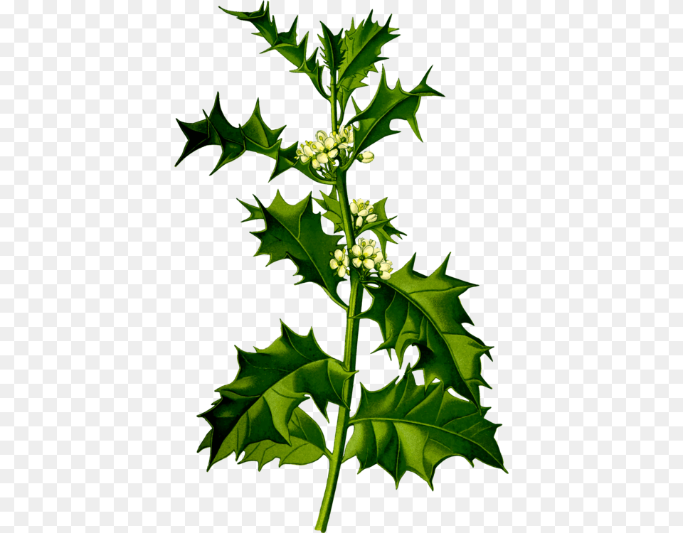 Plantleaftree Ilex Aquifolium, Leaf, Plant, Apiaceae, Flower Free Png Download