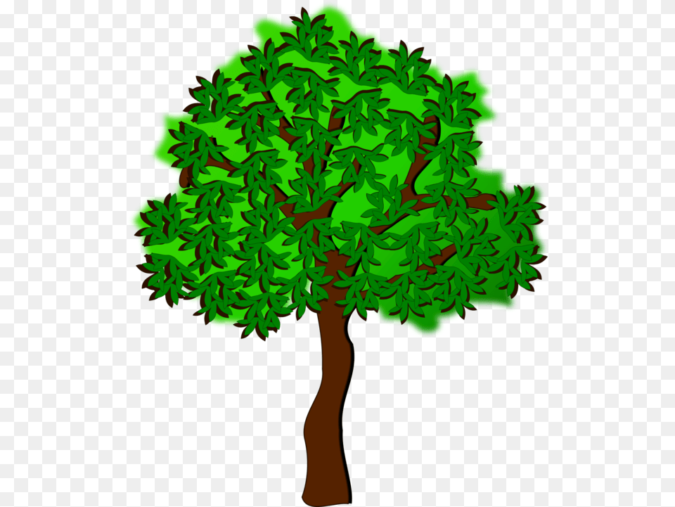 Plantleaftree Summer Tree Clipart, Oak, Plant, Sycamore, Green Png Image
