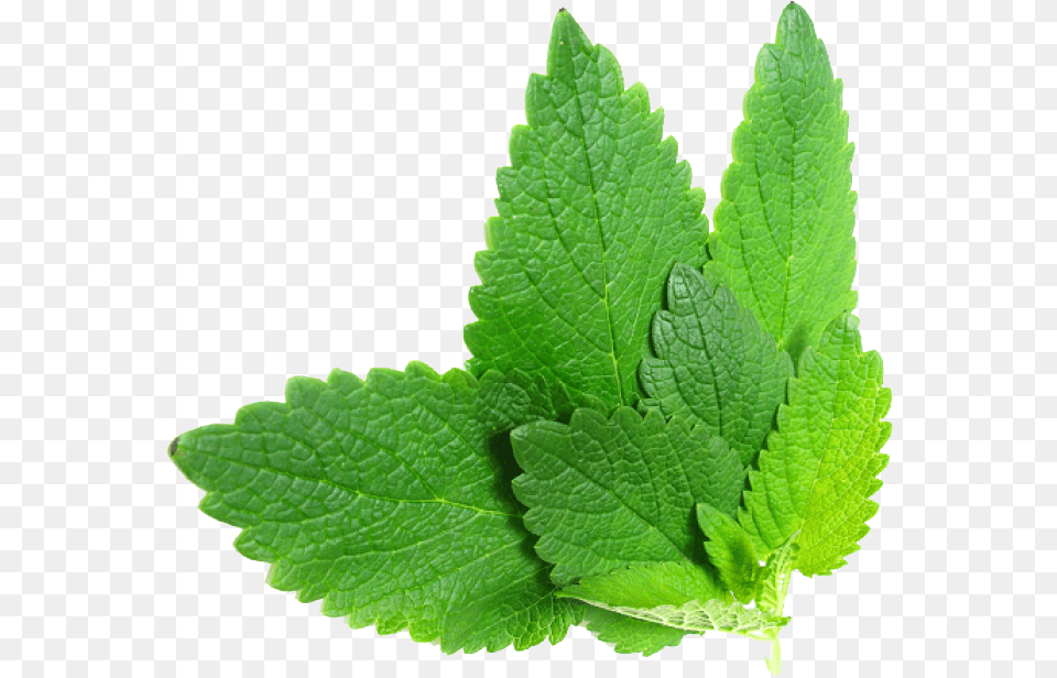 Plantlemon Balmpeppermintstevia Rebaudianaperilla Herbs, Herbal, Leaf, Mint, Plant Free Png