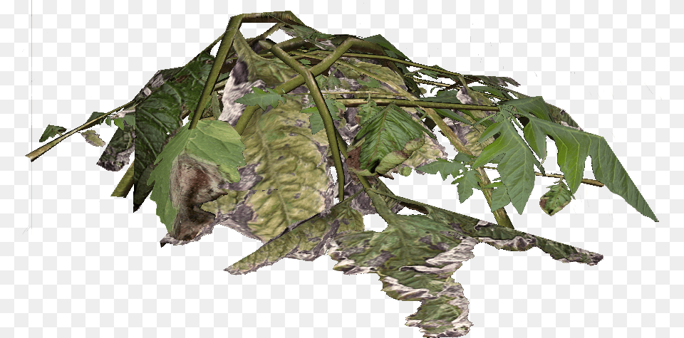Plantmaterial, Leaf, Plant, Tree Free Png