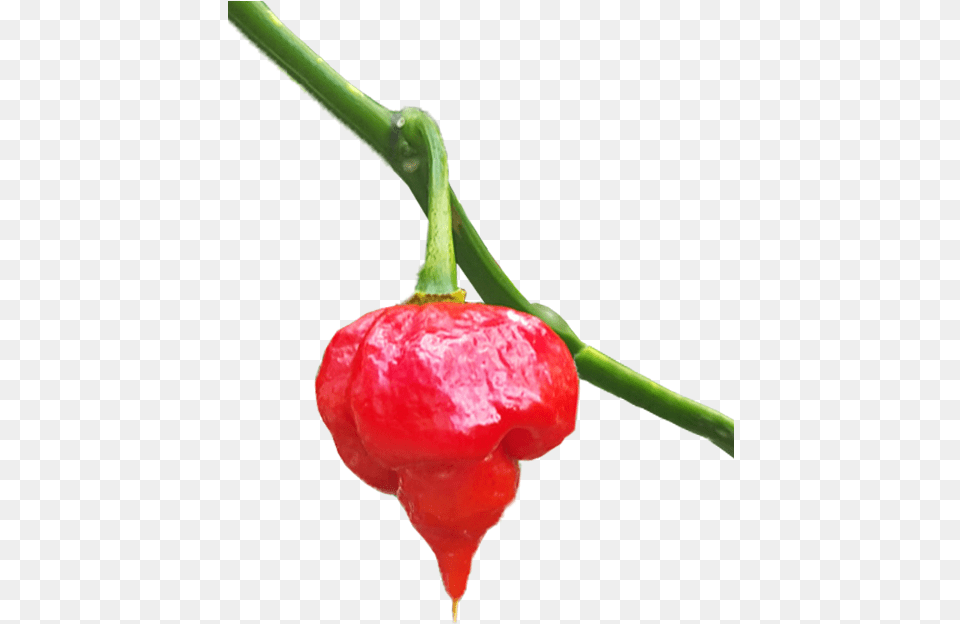 Plantredbell Peppers And Chili Peppersnatural Foodschili Habanero Chili, Plant, Food, Produce, Fruit Png Image