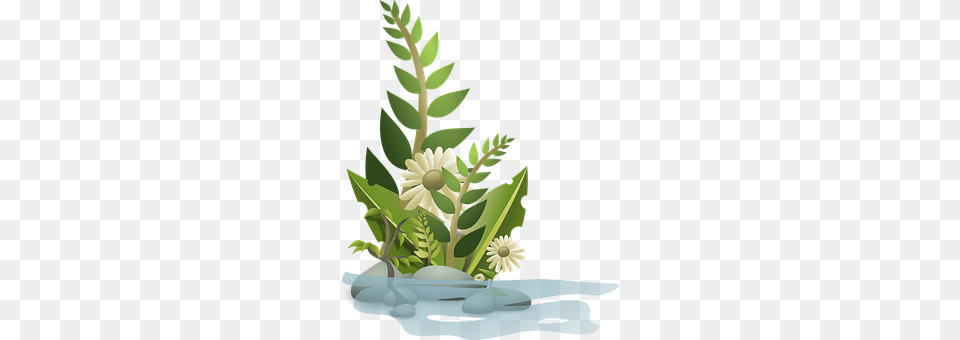 Plants Art, Herbs, Herbal, Graphics Free Png