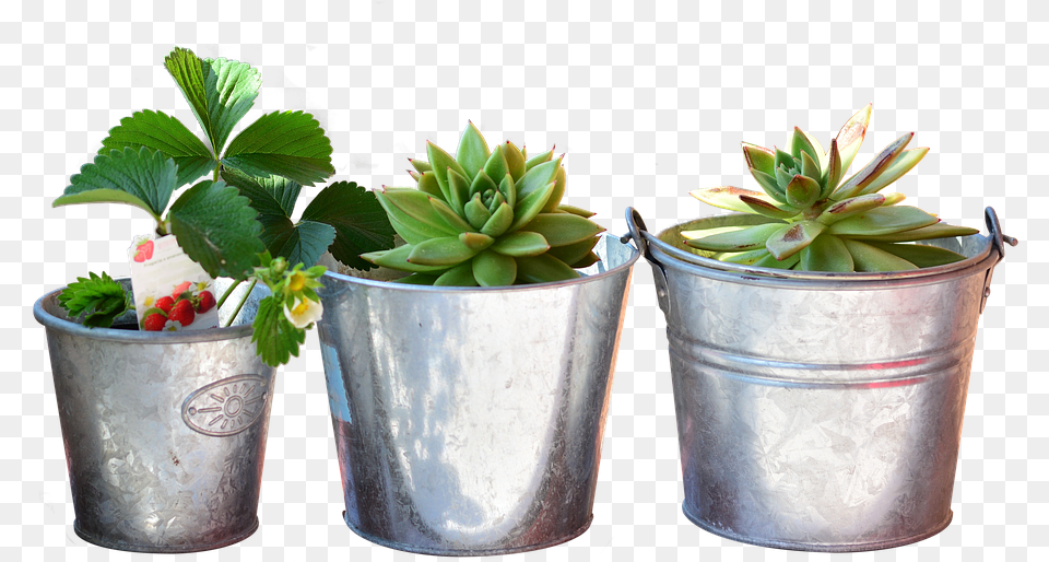 Plants, Plant, Potted Plant, Leaf, Jar Png