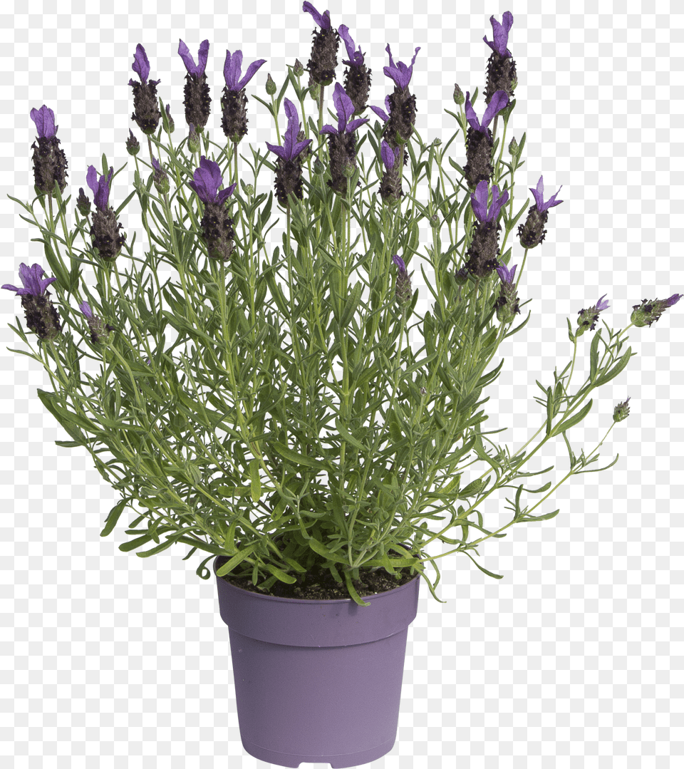 Plants Png Image