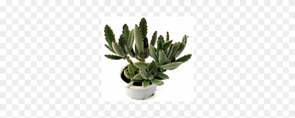 Plants, Plant, Potted Plant Free Png Download