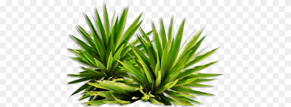 Plants, Agavaceae, Plant Free Transparent Png