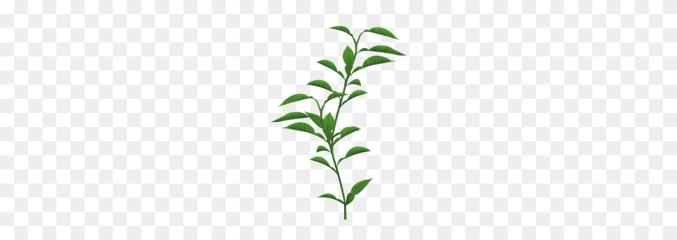 Plants Herbal, Herbs, Leaf, Plant Png